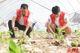 辣椒移栽季  党员来帮忙图片