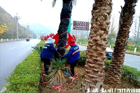 凯里：园林工人为绿植“穿防寒服”图片