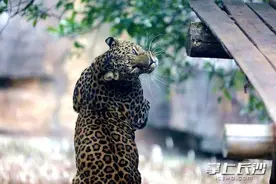 《哪吒2》中的申公豹本体是什么？看长沙生态动物园的金钱豹就知道图片