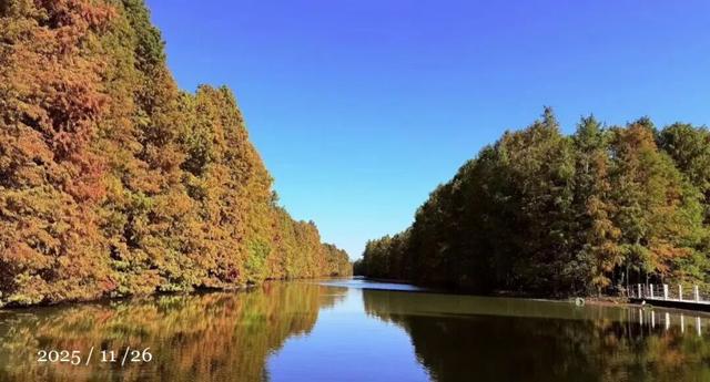 域见上海·域见奉贤｜海湾国家森林公园最新红杉实拍已送达，还有更多攻略等你来看！