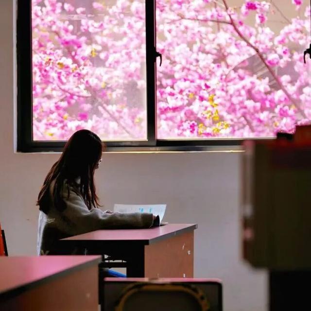 云南的大学有多美！一起来打卡嵩明职教新城樱花盛景