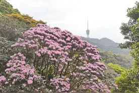 梧桐山本周迎来一年一度“最美花期” 千年杜鹃王、“城中花海”等您来赏图片