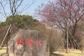 上海顾村公园早樱初绽！一起来开启浪漫赏花季图片