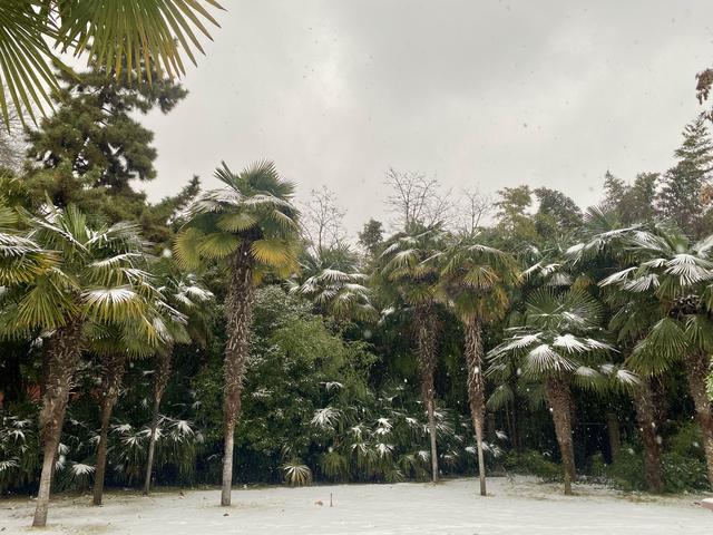 初雪覆城 “碧沙”入画