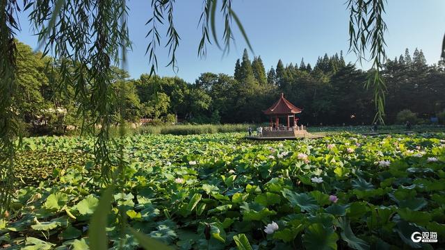 夏日限定！青岛这里荷姿曼妙，静享一隅雅韵