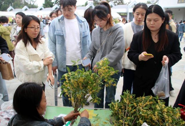 江苏苏州：桂花市集人气足