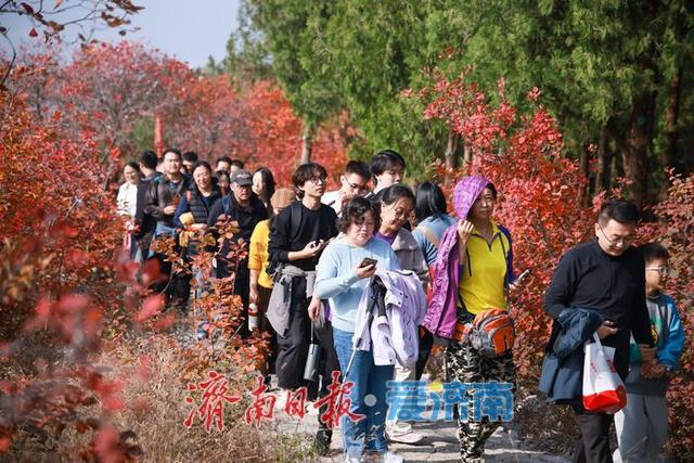 一年四季 泉在济南丨济南蝎子山秋色“美出圈”！半山红妆半山青翠，独特“鸳鸯火锅”景观引客来