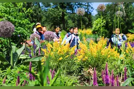 国家植物园月季芍药领衔初夏百花盛开图片