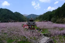 桃花开满枝图片