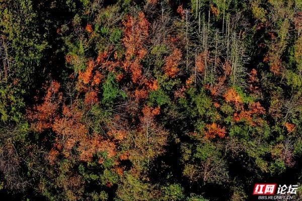 怀化中坡山，层林尽染的氧吧，市民天天逛、摄影家追着拍