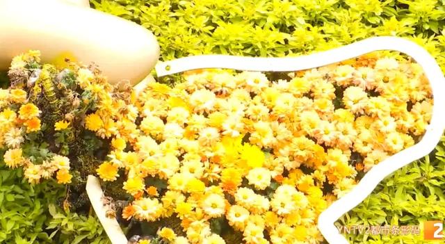 牛虎铜案、金马碧鸡“画”在墙上了!快来打卡昆明这个50米3D花墙