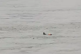 大武汉一日丨合肥姑娘在武汉拍了张照片，评论区全是“神回复”图片