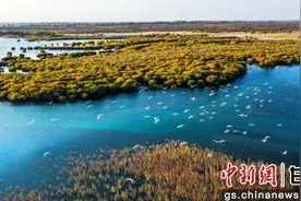 中新武威观 | 民勤县以水为笔绘就生态答卷图片