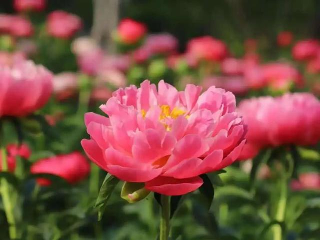 来菏泽不去这些地方？那就亏大了！