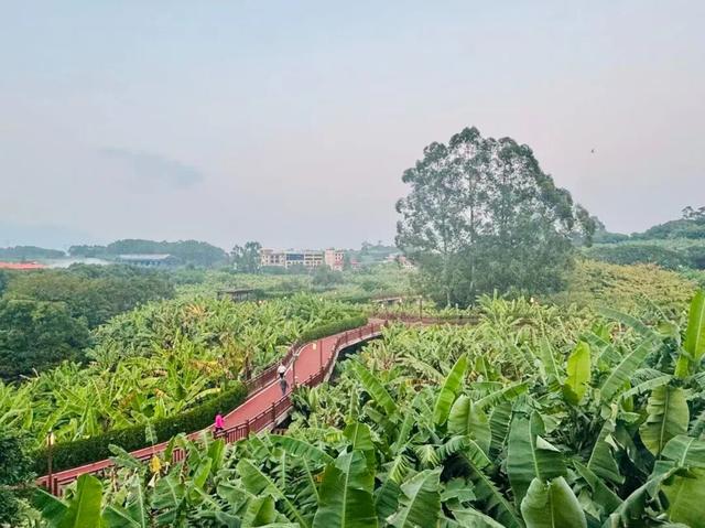 漳州芗城，文旅大跨步！请你去芗城香蕉海，喝杯香蕉奶昔