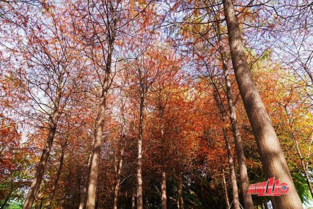 “顶流”回归！近期，福州大量出现