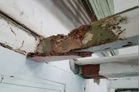 家中出现白蚁怎么办？长宁这位“老法师”为你支招→图片