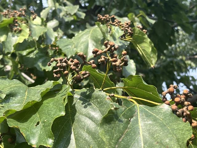 梅渚古村偶遇520年古樟和神奇拐枣树