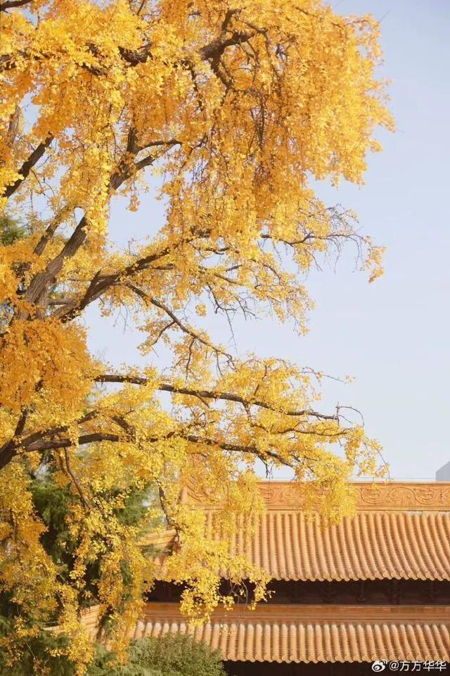“西红柿炒蛋树”排队？快来秦淮开启“金黄时刻”！