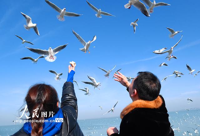 江苏苏州：太湖水域迎来赏鸥观景热潮