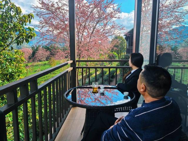 沧源：山藏浪漫 冬樱绽艳 暖冬旅居热度攀升