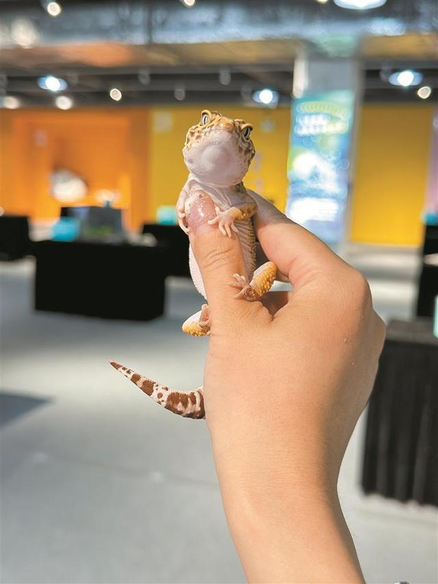 两万平方米“宠物王国”，就在龙华大浪！