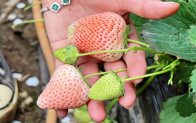 冬日甜蜜预警！永宁草莓采摘季来啦~