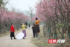 湖南道县：樱花烂漫醉游人图片