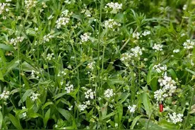 《荠菜花开》/文侯保军图片