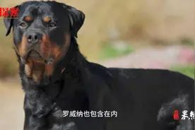 壹点探案｜济南重点管理区内这56种犬禁养，罗威纳在列图片