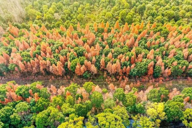 骑行天花板！这条5.6km治愈路线，串联森林与田园风光