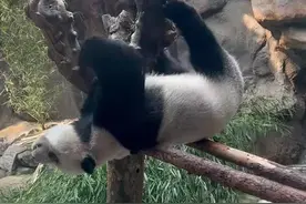 又丢“熊”啦！大熊猫仰卧起坐演砸了直接装睡图片