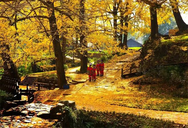 从一片花海到全域联动——盘州文旅破局出圈的“花样”密码