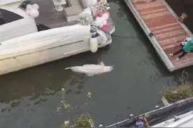 广州太古仓出现疑似中华白海豚遗体图片