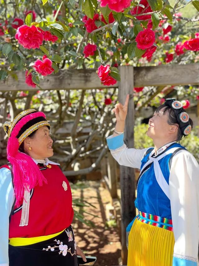 花漾丽江丨春来赏花，玉峰寺山茶如约绽放！