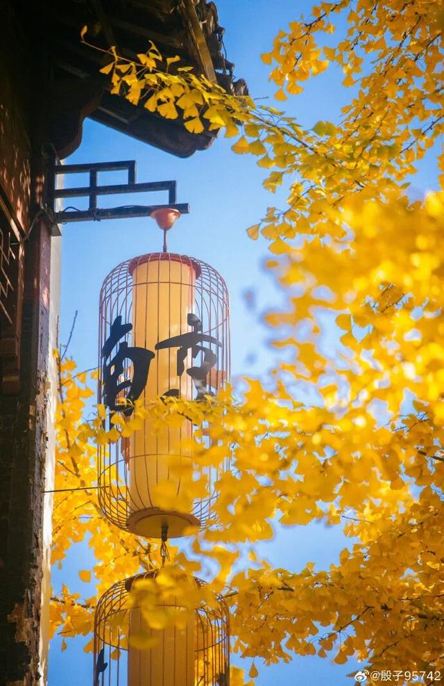 “西红柿炒蛋树”排队？快来秦淮开启“金黄时刻”！