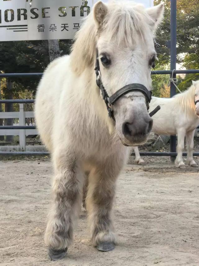 马年寻马趣！盘点崇明3家宝藏骑马场