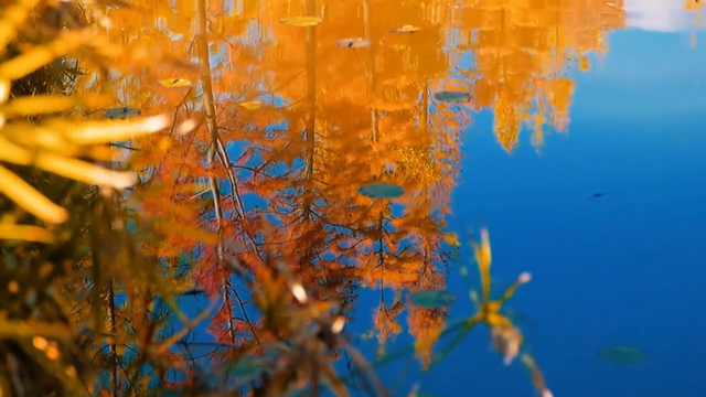 今天，楚雄要给你点颜色看看