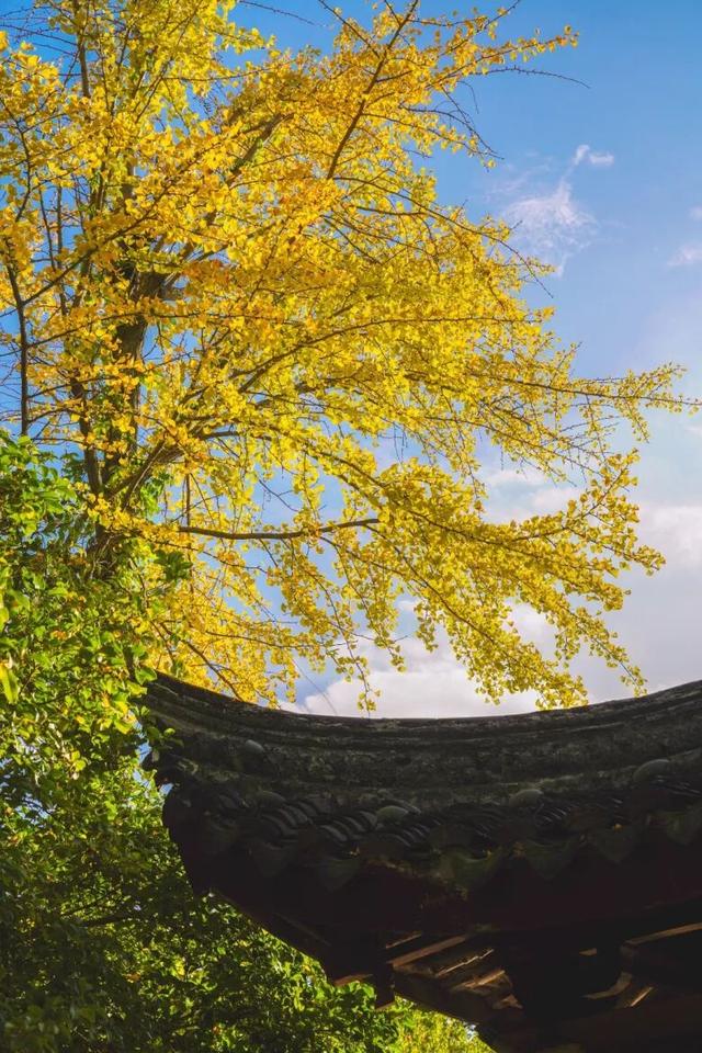 “美神”降临！太仓限定秋日美景，真的“杀”疯了！