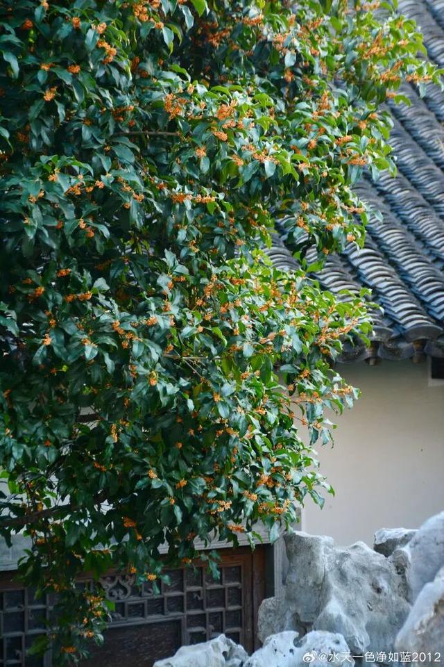 秦淮花事 | 秋日限定！在秦淮，与一场桂花雨不期而遇→