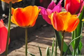 郁金香花开，多姿多彩沁人心脾图片