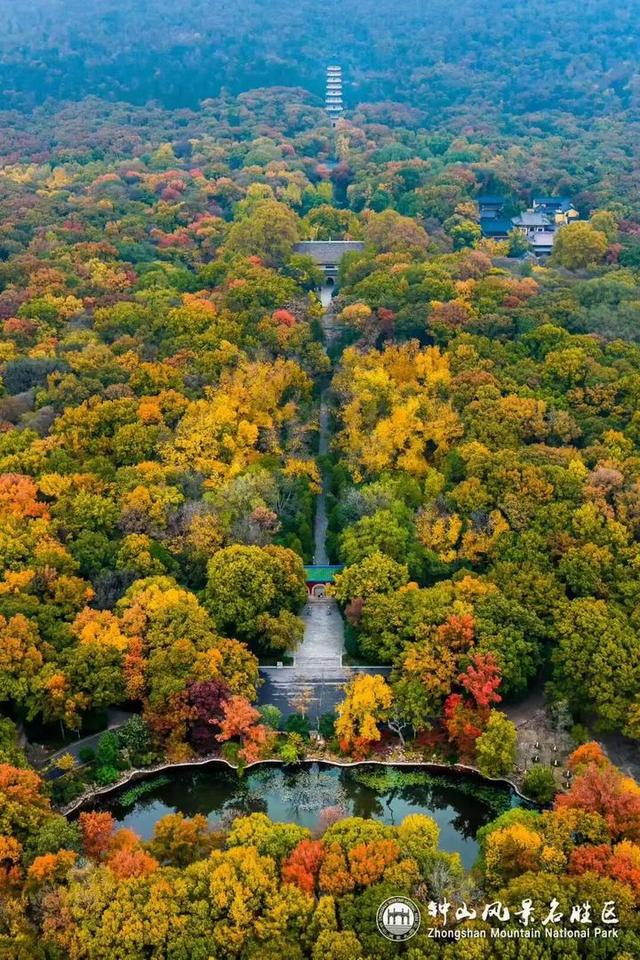 没来过紫金山，就不算看过南京的秋