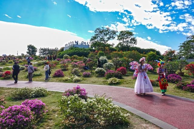 广西南宁：初冬赏花正当时