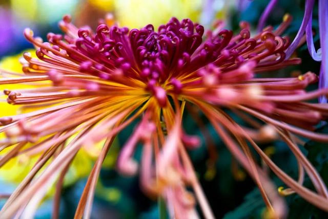 图说定西 | 深秋和菊花的浪漫邂逅