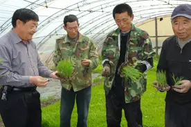 “稻花香”中“稻花香”！“尔滨”五常，最后400袋，我们不保证便宜，只保证春节团圆好饭图片