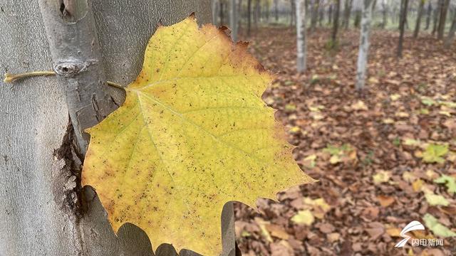 齐河：初冬藏锦绣 美景“二道坝”
