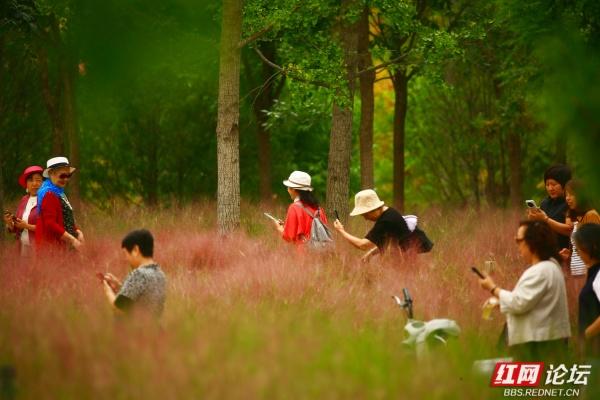粉黛乱子草一开，官庄粉黛园里全是俏身影
