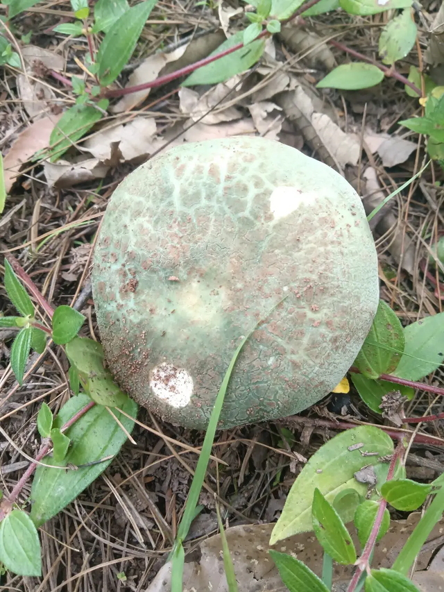 深夏，探寻曲靖大山深处的菌香丨戴昆贤