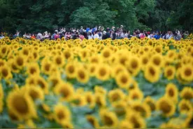 北京：夏日绽放的向日葵图片