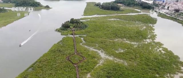 乘船追豚、红树林探秘、听潮观星……自然馈赠的惊喜燃动滨海旅游消费热力